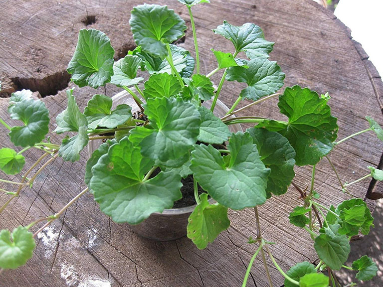Tại sao rau má lại có tác dụng làm trắng da, trị mụn?