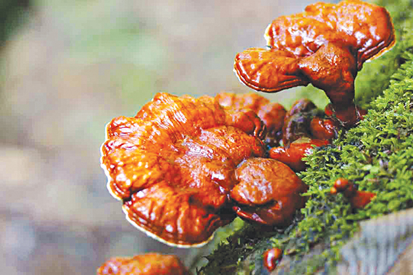 Nấm linh chi làm đẹp da không ?